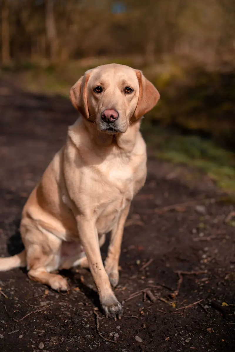 A yellow Labrador on a dark dirt path, with trees behind.